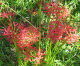 higanbana2007-1.jpg