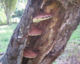 sarunokosikake.jpg