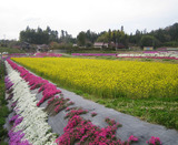 sibazakura2007-1.jpg