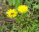 tanpopo1.jpg