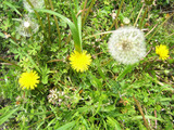 tanpopo2.jpg