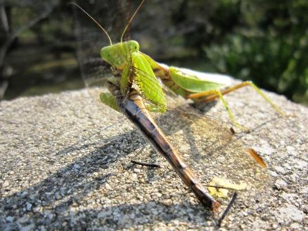 トンボを食べるカマキリ 晴耕雨読 ふたたび